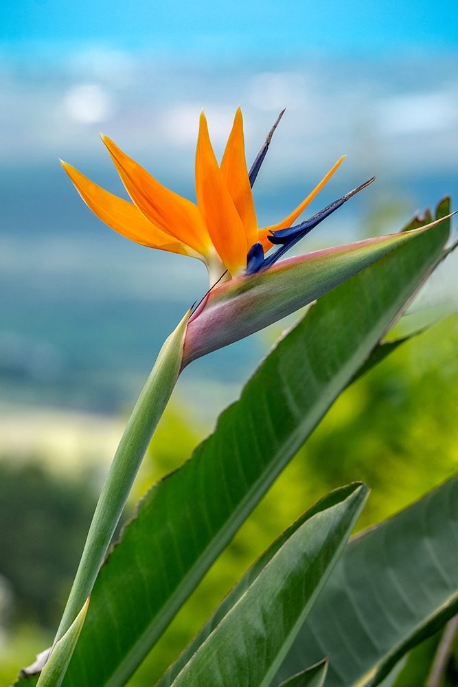 Bird of Paradise